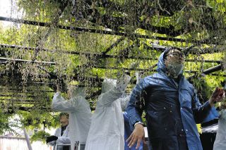 来年も鮮やかに…フジの花がら摘み　羽島・竹鼻別院