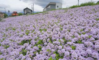 越美北線に薄紫ライン　大野　タイムの花見ごろ