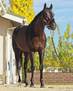 【天皇賞・秋】C・デムーロ騎手と新コンビ、史上6頭目の春秋盾制覇へクロワデュノール　斉藤崇師「大阪杯も勝っている、距離は気にしていない」