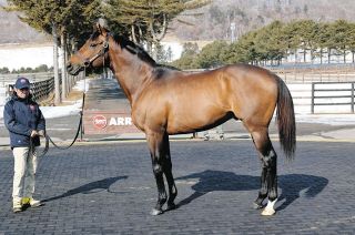 テウメッサは未勝利戦＆アネモネSから一転7枠13番と外め枠 金成師は意