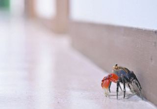 学校の廊下に現れたカニ