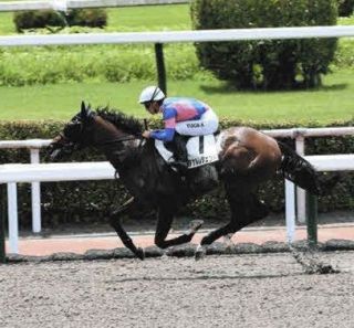 2002年皐月賞馬、ノーリーズン死す 25歳 通算12戦3勝：中日スポーツ