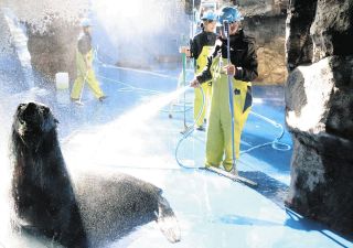 鳥羽水族館が年末恒例の大掃除　「海獣の王国」水抜いて作業