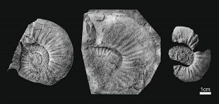 1億8000万年のアンモナイト化石2つ ドイツホルツマーデンハウフ 1億8000万年のアンモナイト化石2つ ドイツホルツマーデンハウフ
