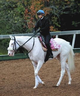 皐月賞枠番決定後のコメント】ホープフルS覇者クロワデュノール