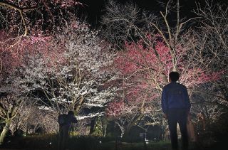 東山動植物園で夜桜ライトアップ　「宵の八重桜さんぽ」30日から