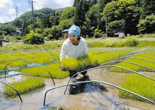 【田んぼ記者が聞く】広がれ オーガニック給食　富山各地 親子で無農薬米作り体験