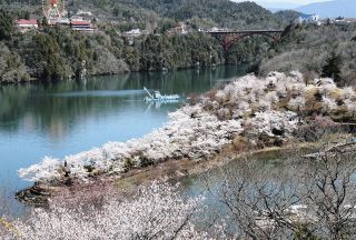 湖と桜の共演、夜間照明も　恵那峡公園で見頃
