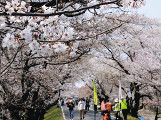 桜並木、どこまでも　一宮で祭り