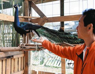 クジャクさん新居は快適ですか？　笠原小から多治見の動物施設に