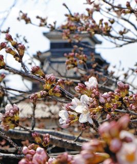 松本城、桜開花でございまする