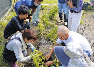 伊勢イモの作り手 新たに3人「伝統野菜を継承」　三重県多気町が栽培サポート