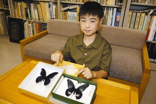 初発見の中学生、心情は複雑　上伊那地域にナガサキアゲハ、「あってはならないことで焦った」