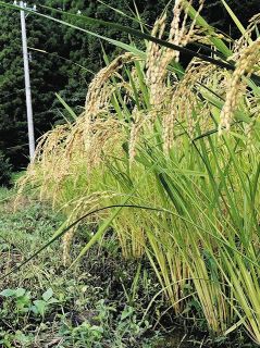 【田んぼ記者 挑戦記】（12）大慌てで稲刈り準備