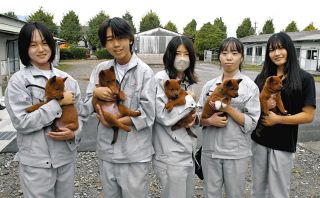 【動画】「美濃柴犬」かわいがってね　大垣養老高で3年ぶり子犬の譲渡会　