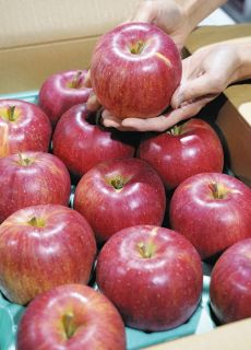 ＜ぐるっと市場＞シナノスイート、今年は大玉　イワシ、小さめだが良質 煮付けや酢漬けに