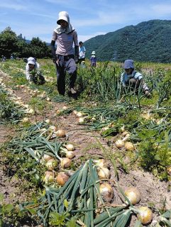 楽しみながら地産地消、給食に有機野菜を　伊那で農家応援「ベジ隊」が発足