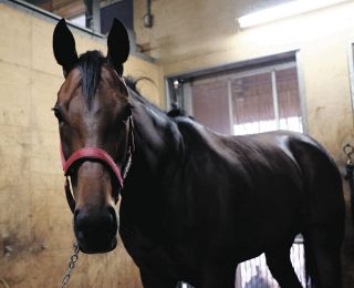 【府中牝馬S】フィールシンパシーが重賞初制覇へ虎視眈々、小島師「展開や枠などが噛み合えば十分にやれる」