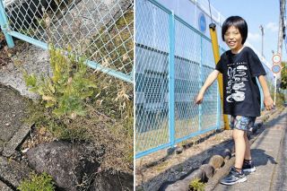 植物好き小学3年生が街中でケシ発見　岐阜市内を散歩中「園芸用とは違う」、保健所が処分