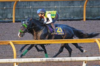 【菊花賞・枠順確定】牡馬クラシック三冠狙うロブチェンは4枠8番　杉山晴師「偶数のいい枠が引けました」