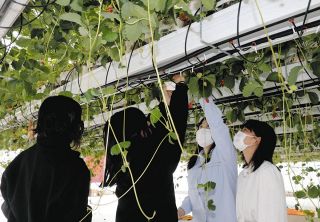 支えてくれる大人がいるよ　児童自立支援施設の子ら、朝日大生とイチゴ狩り