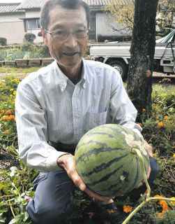 季節外れのスイカ、おいしいかな　中津川の原さん