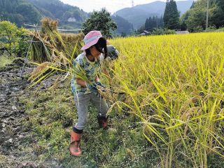 【田んぼ記者 挑戦記】（14）ぬかるみ 稲刈り必死