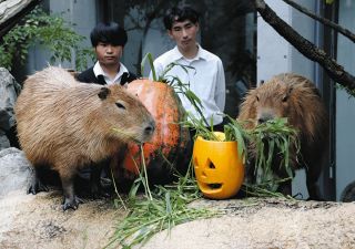育てたカボチャ、仲良く食べてね　大垣養老高生、アクア・トトぎふのカピバラに贈る