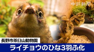 【動画】ニホンライチョウひな３羽が無事に人工ふ化　長野の茶臼山動物園