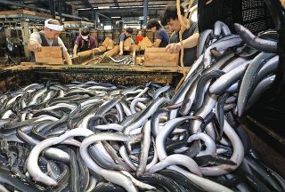 稚魚豊漁でウナギ食べやすく　卸業者への出荷相場が下落、小売店も攻勢