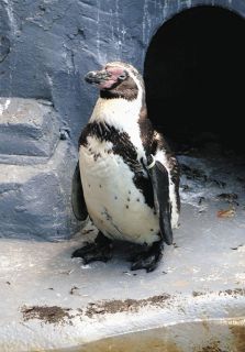 南知多ビーチランドで「♡探し」　愛知県美浜町、模様付いたペンギンやアシカなど紹介