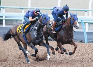 【レパードS追い切り】ミッキーファイト、ベジャール相手に軽快な走り 田中博師「（改善の）確認ができています」と合格点
