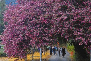 サザンカのトンネル、初冬の芳香に満たされ　樹齢150年、三重県松阪市で見頃に