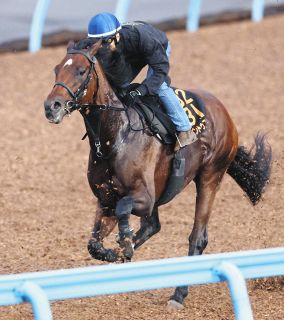 消せる馬・スプリンターズS】国内初戦振るわぬ前走海外レース出走馬