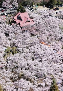 ＜しなのQ&A＞　高遠城址公園の桜、なぜ名所に？