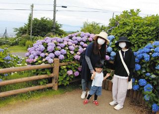 三河湾望む山頂でアジサイが見頃　三ケ根山でフェス
