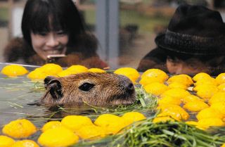 寒さ苦手なカピバラが「ゆず湯」でほっこり　アクア・トトぎふ