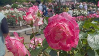 色とりどりなバラが見頃　滋賀県彦根市の庄堺公園