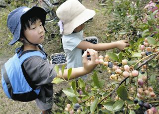 黒くて大きい実をいっぱい摘んだよ　岐阜県中津川市で園児らブルーベリー収穫