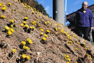 春を感じるフクジュソウ　22日、辰野・沢底でまつりの開幕式