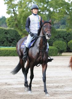 【菊花賞・枠順確定】7枠13番に決まったキンググローリーに古川助手「内で包まれるより、外の方が良かった」