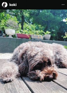 日なたぼっこを楽しむ木村家の愛犬アムちゃん