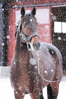 新種牡馬、2017年の菊花賞馬・キセキがけい養先に到着「丈夫さもこの馬のセールスポイント」