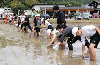 「気持ち良かった」　土岐小児童5年生49人、田植えを体験