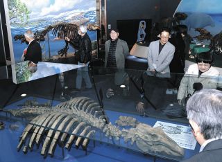絶滅哺乳類パレオパラドキシアの展示コーナーを新設　瑞浪市化石博物館