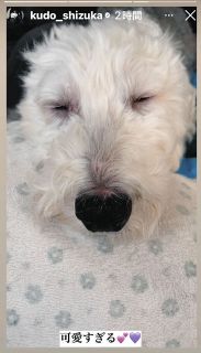 ◆工藤静香の愛犬、いびきをかいて眠る【写真】