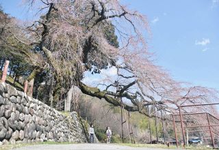 飯田市毛賀で一斉に花開く　住民が守る一本桜と堤防の桜、7日前後が見頃か