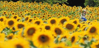 南知多町の観光農園でヒマワリが見頃　20万本の大輪がずらり