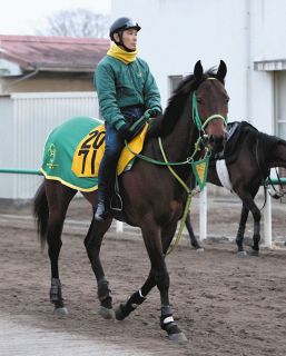 オルフェーヴル　鬣 オルフェーヴル - 競馬グッズの通販サイト ノーザンホースパーク