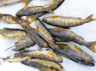 「魚起こしの水」を待つ